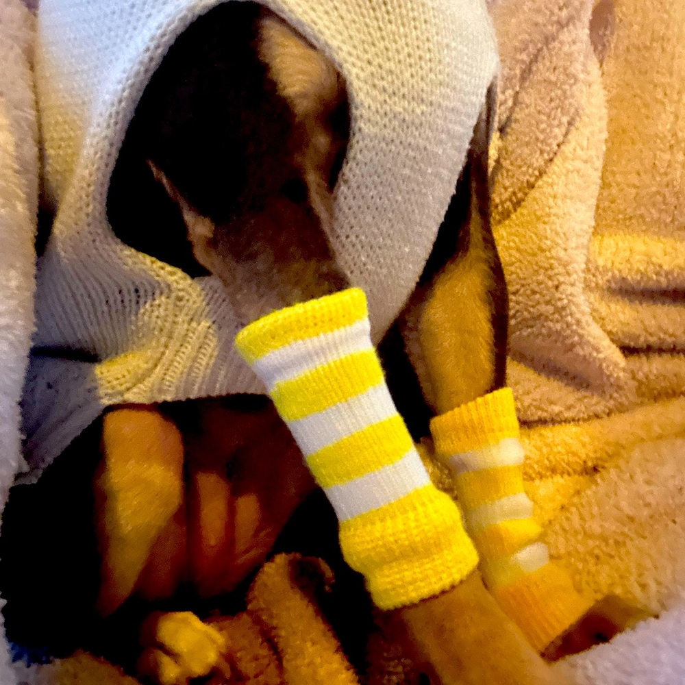 Leg warmers for dogs